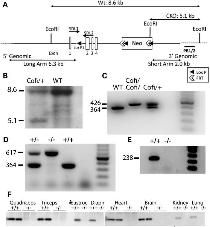 Figure 1.