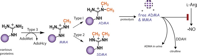 FIGURE 1.