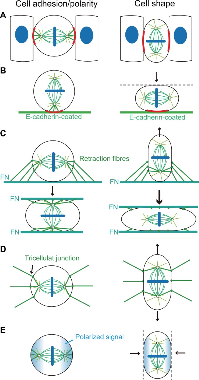 FIGURE 8: