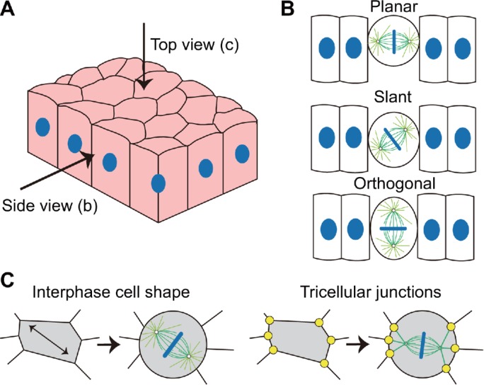 FIGURE 1: