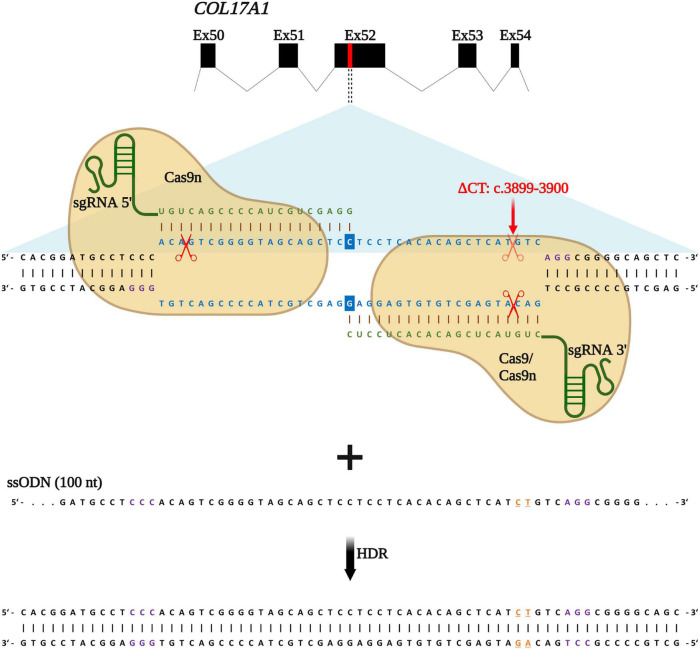 FIGURE 1