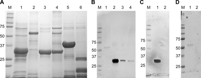 FIG 2