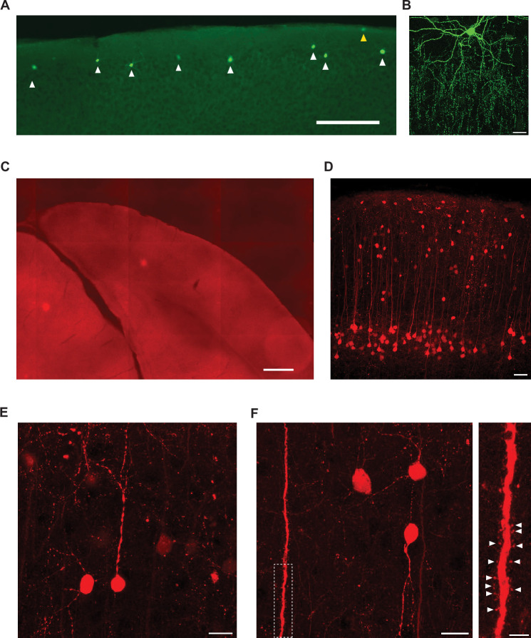 Figure 1—figure supplement 1.