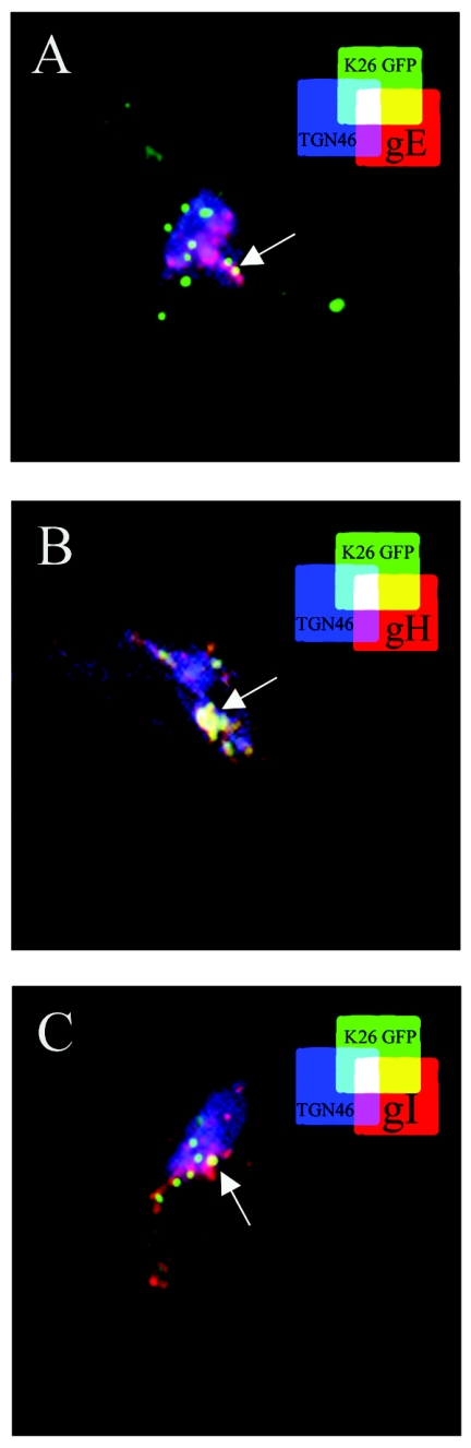 FIG. 8.