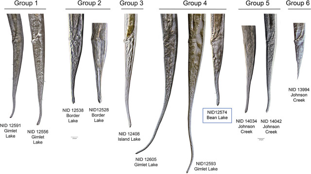 Figure 11.