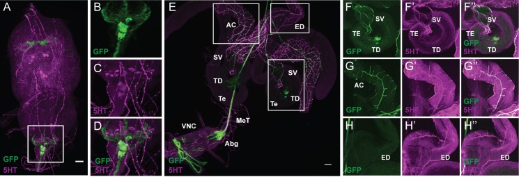 FIGURE 3