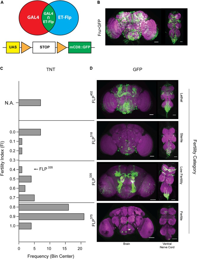 FIGURE 1