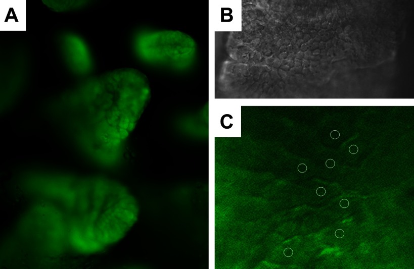 Fig. 11.