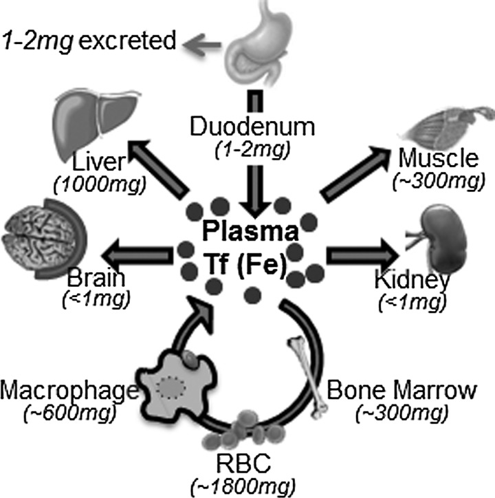 FIG. 2.