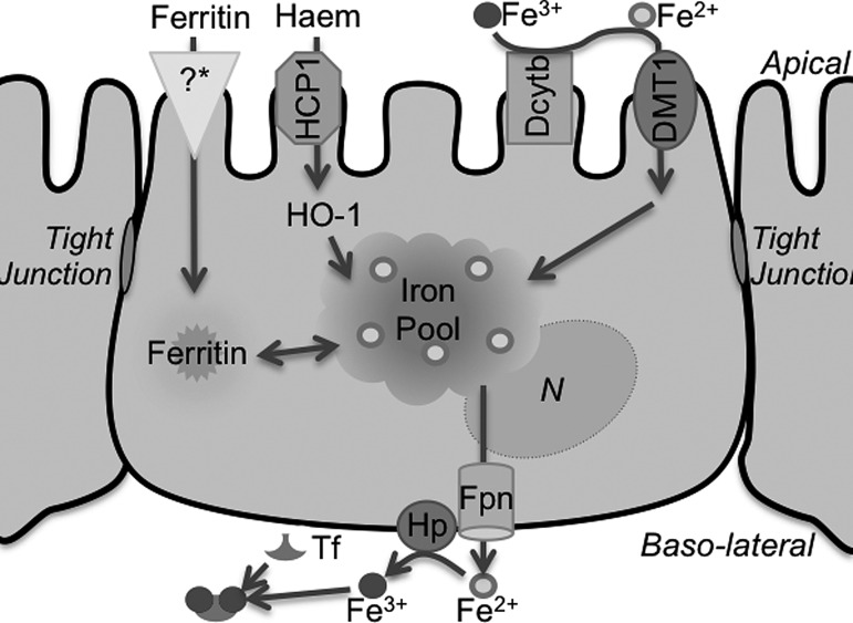 FIG. 4.