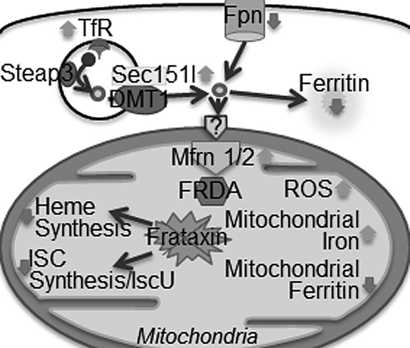 FIG. 12.