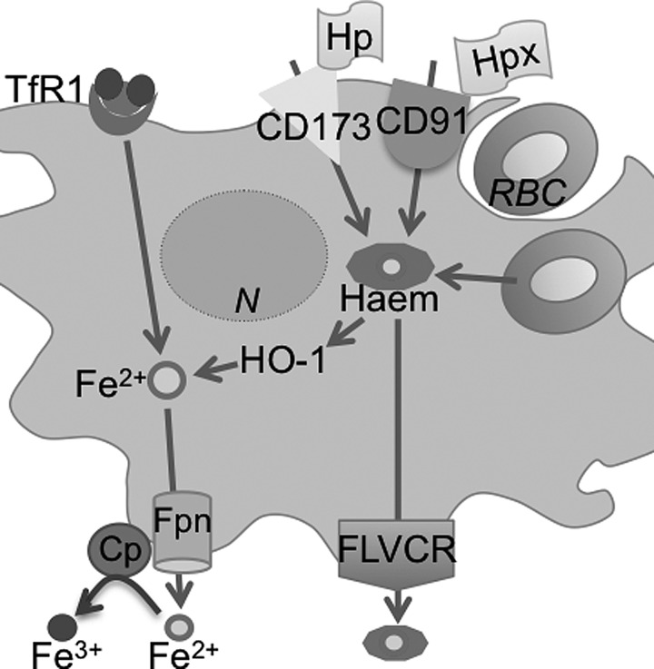 FIG. 3.