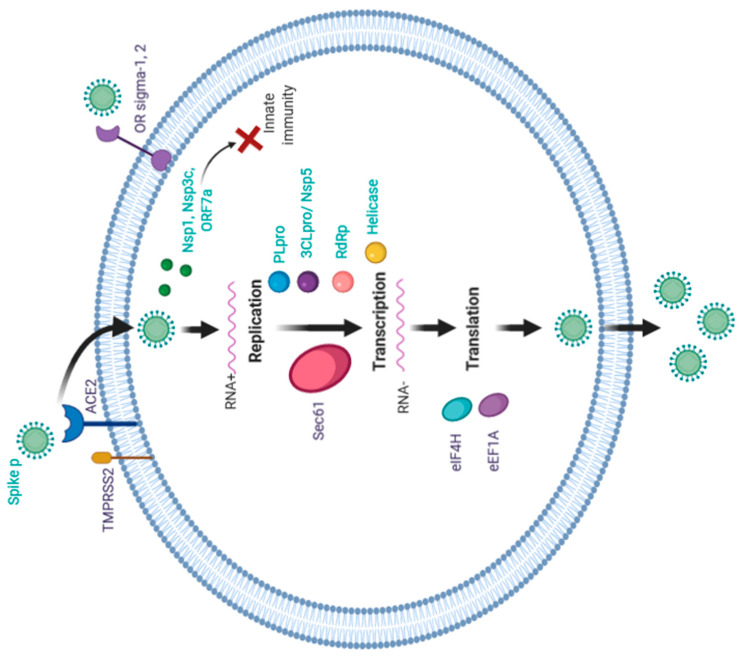 Figure 2