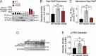 Figure showing high Rap1GAP intensity in membrane lysates from NGOB mice, and graphs showing increased Rap1GAP expression, Rap1GAP membrane abundance, and phospho-PKA substrate abundance.
