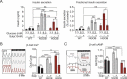 Graphs showing that sulprostone reduces Ca2+ duty cycle and β-cell cAMP production in both NGOB and HGOB islets, but only affects insulin secretion in islets from HGOB mice.
