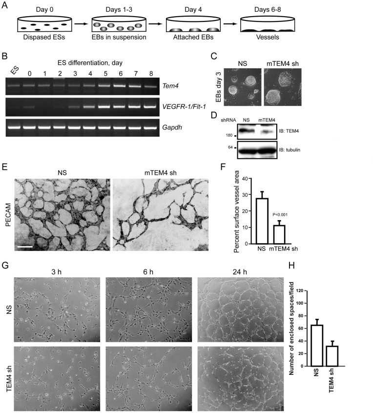 The RhoGEF TEM4 Regulates Endothelial Cell Migration by Suppressing