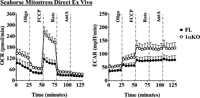 Figure 6—figure supplement 1.