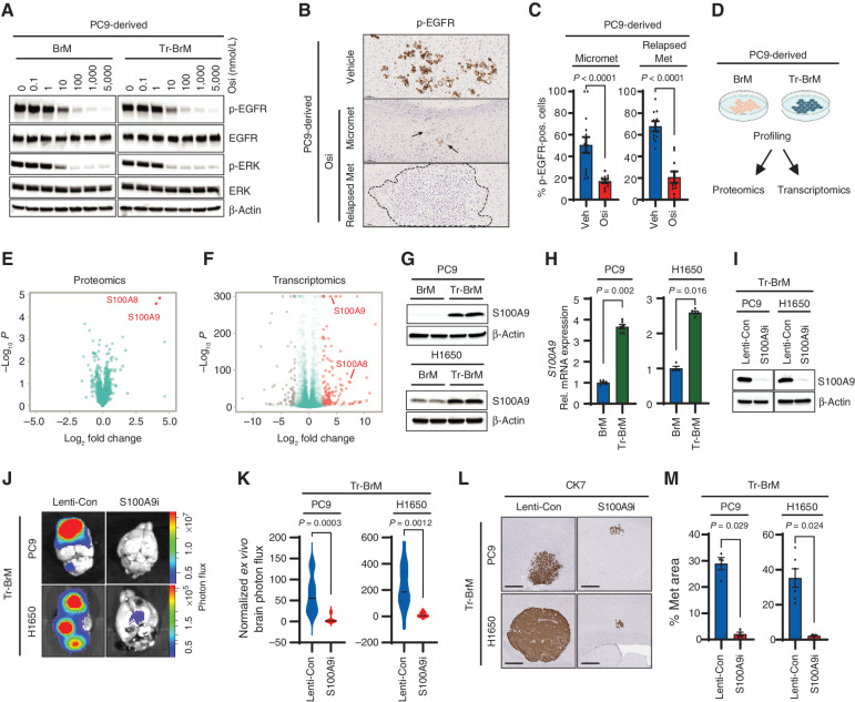 Figure 2. S100A9 is a key mediator of brain relapse in osimertinib-refractory lung cancer cells. A, Immunoblot analysis for inhibition of EGFR pathway activation in PC9-BrM and PC9-Tr-BrM cells treated with the indicated doses of osimertinib (Osi) and collected 6 hours after treatment. Antibodies against phospho-EGFR (Tyr1068), phospho-ERK (Thr202/Tyr204), total EGFR, total ERK, and β-actin (loading control) were used. Data are representative of three independent experiments. B, Brain sections from mice injected with PC9-BrM cells described in Fig. 1A and B were immunostained using an antibody against phospho-EGFR. PC9-BrM cells were injected into the arterial circulation of immunodeficient mice via intracardiac injection to generate metastases. Treatment was administered starting 25 days after tumor cell injection with either vehicle or osimertinib at 5 mg/kg body weight/day by oral gavage 5 days per week and continued until endpoint. The endpoint for vehicle-treated mice was 2 months after tumor cell injection (Vehicle). The endpoint for osimertinib-treated mice was 4 months after tumor cell injection for micrometastases (Micromet) and 8 months after tumor cell injection for relapsed metastatic lesion (Relapsed Met). For the osimertinib treatment group, mice were administered osimertinib by oral gavage. At 6 hours after treatment, mice were euthanized, and brain tissues were subsequently processed for histologic analysis. Representative images of IHC staining for phospho-EGFR in brain sections are shown. Arrows point to and dotted line surrounds the location of metastatic cells in the brain. Scale bars, 100 μm. C, The p-EGFR–immunostained brain sections described in B were quantitated using automated QuPath software to count p-EGFR–positive (pos.) cancer cells that were identified by setting a threshold for signal intensity (1+). Data are presented as mean values ± SEM. P values (indicated in the figures) were determined by a two-tailed, unpaired Mann–Whitney test: n = 10 for vehicle-treated mice, 14 for osimertinib-treated mice with micrometastases, and 10 for osimertinib-treated mice with relapsed metastases. Veh, vehicle. D, Schematic representation of the strategies used to compare PC9-BrM and PC9-Tr-BrM cells for differentially expressed proteins by quantitative label-free mass spectrometry and for differentially expressed genes by transcriptomics. E, Volcano plot shows the differentially expressed proteins between PC9-Tr-BrM and PC9-BrM cells identified by quantitative label-free mass spectrometry. Proteins with higher abundance in PC9-Tr-BrM cells compared with PC9-BrM cells have log2 fold changes with positive values and are labeled in red. N = 3 replicates per group. Data points referring to the top significantly differentially expressed proteins (S100A9 and S100A8) are labeled. F, Volcano plot of RNA-seq–based transcriptomic analysis shows the differentially expressed genes between PC9-Tr-BrM cells and PC9-BrM cells. Genes with significantly higher expression in PC9-Tr-BrM cells compared with PC9-BrM cells have log2 fold changes with positive values and are depicted in red. Genes with significantly lower expression in PC9-Tr-BrM cells compared with PC9-BrM cells have log2 fold changes with negative values and are depicted in gray. N = 3 replicates per group. Data points referring to the top significantly differentially expressed genes (S100A9 and S100A8) are labeled. G, Immunoblot analyses of lysates from BrM and Tr-BrM cells from both PC9- and H1650-derived models using antibodies against S100A9 and β-actin (loading control). The data are representative of three independent experiments. H, S100A9 expression was determined by qRT--PCR analysis of PC9- and H1650-derived BrM and Tr-BrM cells. GAPDH was measured as an internal control. Data are presented as mean values ± SEM. P values were determined by a two-tailed, unpaired Mann–Whitney test: n = 6 for PC9-BrM, n = 6 for PC9-Tr-BrM, n = 4 for H1650-BrM, and n = 5 for H1650-Tr-BrM. Rel., relative. I, Immunoblot analyses of lysates from PC9- and H1650-derived Tr-BrM cells infected with viruses expressing either a control gRNA (Lenti-Con) or an S100A9-specific gRNA (referred to as “S100A9i” throughout the figures). The indicated antibodies were used to confirm the loss of S100A9 protein expression following CRISPR/dCas9-mediated gene repression. β-Actin served as a protein loading control. Data are representative of three independent experiments. Figure 2. (Continued) J, Ex vivo photon flux of brains from mice injected with PC9- or H1650-derived Tr-BrM cells expressing either Lenti-Con or S100A9i was determined by bioluminescence imaging. Mice were collected at 7 weeks after tumor cell injection. The photon-flux scale is indicated on the right side. K, Violin plots depicting normalized photon flux of brains imaged ex vivo from the mice described in J. The normalized photon flux for brain tissue was calculated by dividing the photon flux from brain collected ex vivo by the total photon flux at day 0 (i.e., the day of injection) and multiplying that value by 100. Data are presented as mean values ± SEM. P values were determined by a two--tailed, unpaired Mann–Whitney test. For PC9 Tr-BrM, n = 10 for Lenti-Con and n = 9 for S100A9i. For H1650-Tr-BrM, n = 6 for Lenti-Con and n = 7 for S100A9i. L, Representative images of CK7 IHC on brain sections from mice injected with either PC9-derived Tr-BrM Lenti-Con–expressing (left) or S100A9i-expressing (right) cells in the top row, or H1650-derived Tr-BrM Lenti-Con–expressing (left) or S100A9i-expressing (right) cells in the bottom row. Brains were harvested from mice 7 weeks after tumor cell injection. Scale bars, 500 μm. M, Quantitative analysis of the percentage of brain sections covered by metastasis from the experiment described in L. Data are presented as mean values ± SEM. P values were determined by a two-tailed, unpaired Mann–Whitney test. For PC9-Tr-BrM, n = 4 for Lenti-Con and n = 4 for S100A9i. For H1650-Tr-BrM, n = 6 for Lenti-Con and n = 3 for S100A9i.