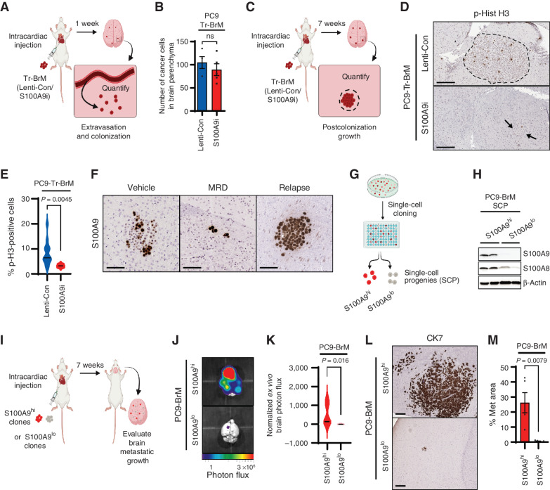 Figure 3. S100A9-proficient cells promote postcolonization growth in the brain. A, Schematic representation of the experimental design to quantify seeding in the brain. PC9-Tr-BrM cells expressing either lenti-control (Lenti-Con) or S100A9i were injected into the arterial circulation of immunodeficient mice via intracardiac injection. Seven days later, brains were isolated, sectioned, and analyzed by IHC for human CK7. CK7-immunostained cancer cells were then counted to compare seeding of cancer cells in the brain parenchyma between experimental groups. B, Quantitative analysis of the experiment described in A. Tumor cells were counted in 10 sections of 20 μm each per brain. Data are presented as mean values ± SEM. The P value was determined by a two--tailed, unpaired Mann–Whitney test. N = 4 for Lenti-Con; n = 5 for S100A9i. ns, P value not significant. C, Schematic representation of the experimental design to analyze postcolonization growth in the brain. PC9-Tr-BrM cells expressing either Lenti-Con or S100A9i were injected into the arterial circulation of immunodeficient mice via intracardiac injection. At 7 weeks after injection, brain tissues were collected, and sections were analyzed by immunostaining for phospho-histone H3 (Ser10) to compare the number of mitotically active cancer cells between the experimental groups. D, Representative images of phospho-histone H3 (p-Hist H3) IHC on brain sections from the experiment described in C. Arrows point to and dotted line surrounds the location of metastatic cells in the brain. Scale bars, 100 μm. E, Quantitative analysis of the phospho-histone H3–positive cells within brain sections from the experiment described in C and represented in D. Immunostained sections were counted using the QuPath software, where positively stained cells are identified by setting a threshold for signal intensity (3+). Data are presented as mean values ± SEM. P values were determined by a two-tailed, unpaired Mann–Whitney test: n = 12 for Lenti-Con and n = 6 for S100A9i. F, Representative images of brain sections stained with an antibody against human S100A9. PC9-BrM cells were injected into the arterial circulation of immunodeficient mice via intracardiac injection. After metastatic signal was detected by bioluminescence imaging, treatment was started 25 days after tumor cell injection with either vehicle or osimertinib at 5 mg/kg body weight/day by oral gavage 5 days per week. Brain tissues were collected 2 months after tumor cell injection in the vehicle treatment group (Vehicle) 3 months after tumor cell injection in the osimertinib treatment group (minimal residual disease, or MRD) and 8 months after tumor cell injection in the osimertinib-treated relapse group (Relapse). Scale bars, 100 μm. Data are representative of 10 mice/group analyzed at each time point. G, Schematic representation of single-cell cloning from PC9-BrM cells. S100A9 high- and low-expressing single-cell progenies (SCP) are labeled as S100A9hi and S100A9lo, respectively. H, Immunoblot analysis of lysates from PC9-BrM–derived SCPs using antibodies against S100A8, S100A9, and β-actin (loading control). The data are representative of three independent experiments. I, Schematic representation of the brain metastasis assay to compare the ability of S100A9hi and S100A9lo SCPs to grow in the brain and generate metastases. J, Ex vivo photon flux of brains from mice injected with PC9-BrM–derived S100A9hi and S100A9lo SCPs was determined by bioluminescence imaging. Brains were collected from mice 7 weeks after tumor cell injection. Photon-flux scale is indicated below the images. K, Violin plots depicting normalized photon flux of brains imaged ex vivo from mice described in J. The normalized photon flux for brain tissue was calculated by dividing the photon flux from brain collected ex vivo by the total photon flux at day 0 (i.e., the day of injection) and multiplying that value by 100. Data are presented as mean values ± SEM. P values were determined by a two--tailed, unpaired Mann–Whitney test. N = 5 for S100A9hi; n = 4 for S100A9lo. L, Representative images of CK7 IHC on brain sections from mice injected with PC9-BrM–derived S100A9hi and S100A9lo SCPs. Brains were harvested from mice 7 weeks after tumor cell injection. Scale bars, 200 μm. M, Quantitative analysis of the percentage of CK7-immunostained brain sections covered by metastasis (Met area) in the experiment described in L. Data are presented as mean values ± SEM. P values were determined by a two-tailed, unpaired Mann–Whitney test: n = 5 for S100A9hi and n = 5 for S100A9lo.