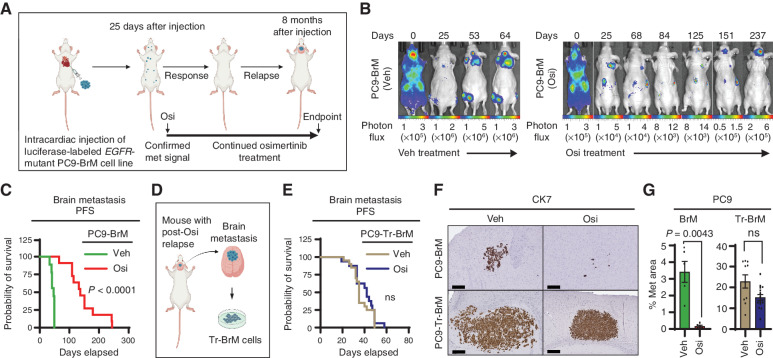 Figure 1. Fatal brain relapse in the osimertinib-treated, PC9-derived metastatic lung cancer mouse model. A, Schematic representation of the in vivo treatment model derived from the PC9-BrM cell line for metastatic EGFR-mutant lung cancer. Luciferase-labeled human EGFR-mutant PC9-BrM cells were injected into the arterial circulation of immunodeficient mice via intracardiac injection to generate metastases, which were detected by bioluminescence imaging. At 25 days after tumor cell injection, after confirmation of metastatic (met) signal, mice were administered long-term treatment with either vehicle or osimertinib (Osi) at 5 mg/kg body weight/day by oral gavage 5 days per week until the endpoint indicated in B and C, which averaged to 8 months after tumor cell injection. Periods of response to osimertinib and subsequent relapse were detected by bioluminescence imaging. B, Representative images for longitudinal monitoring of metastatic progression with vehicle (Veh) or osimertinib treatment by weekly bioluminescence imaging, with progressive development of osimertinib-refractory brain relapse in mice. Vehicle-treated mice developed bone, brain, and lymph node metastases and were euthanized when weight loss was >20% or when the body-conditioning score (BCS) reached 2. Osimertinib-treated mice were monitored for the emergence and progression of osimertinib-refractory metastasis in the brain and euthanized when either weight loss was >20%, the BCS reached 2, or mice developed paralysis or seizure-like symptoms due to brain metastasis. Days represent days after initial tumor cell injection. Photon-flux scales are indicated below the images. C, Kaplan–Meier plot for brain metastasis PFS of mice from the experiment described in A and B. Data were analyzed using the log-rank test: χ2  =  19.33, degrees of freedom (d.f.)  =  1, P < 0.0001, n = 10 for vehicle-treated mice and 10 for osimertinib-treated mice. D, Schematic representation of the experimental design to derive osimertinib treatment–refractory Tr-BrM cells from relapsed brain metastases from the mice described in A–C that were injected with PC9-BrM cells and treated long-term with osimertinib. E, Kaplan–Meier plot for brain metastasis PFS of mice injected with PC9-Tr-BrM cells followed by treatment with either vehicle or osimertinib. Data were analyzed using the log-rank test: χ2  =  1.325, d.f.  =  1, P value not significant (ns), n = 20 for vehicle-treated mice and 17 for osimertinib-treated mice. F, Representative images of human CK7 IHC on brain sections from mice injected with either PC9-BrM cells (top) or PC9-Tr-BrM cells (bottom) and treated with either vehicle (left) or osimertinib (right). Mice were euthanized at 7 weeks after tumor cell injection. Scale bars, 200 μm. G, Quantitative analysis of the percentage of CK7-immunostained brain sections covered by metastasis that are represented in F. Data are presented as mean values ± SEM. P values were determined by a two-tailed, unpaired Mann–Whitney test: n = 10 for vehicle-treated mice bearing PC9-BrM or PC9-Tr-BrM metastases and n = 11 for osimertinib-treated mice bearing PC9-BrM or PC9-Tr-BrM metastases.