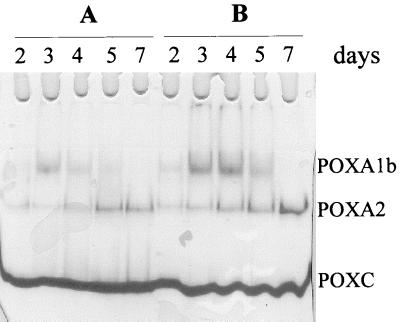 FIG. 5