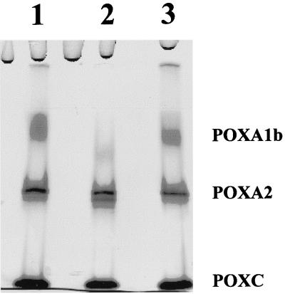 FIG. 6