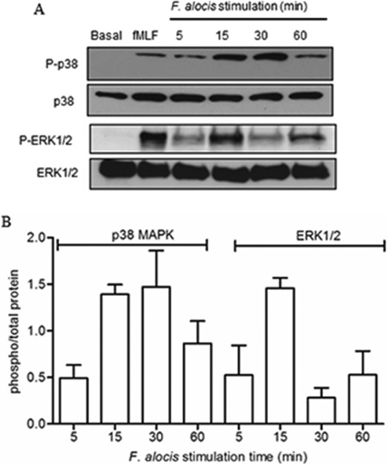 FIG 2