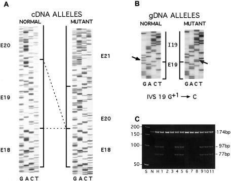 Figure  1