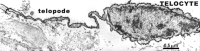 Fig 13