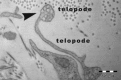 Fig 17