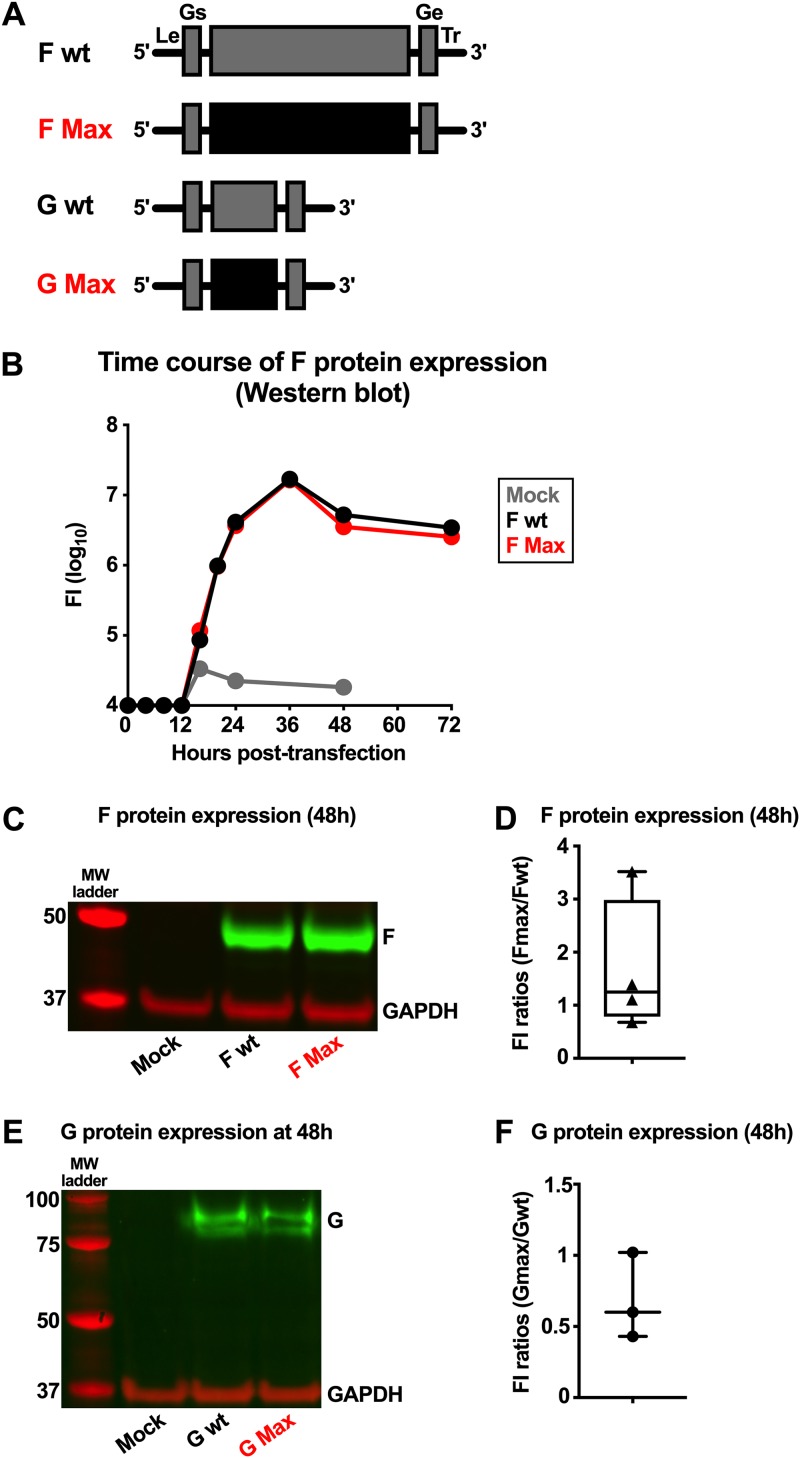 FIG 6