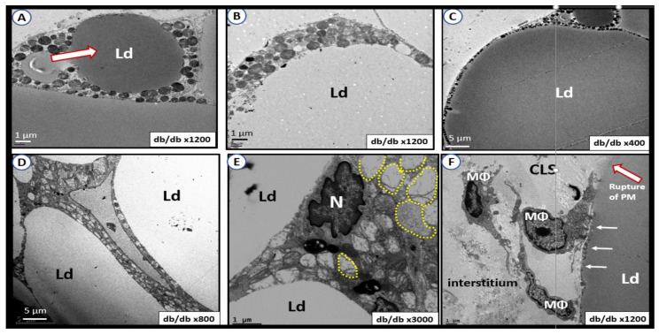 Figure 25