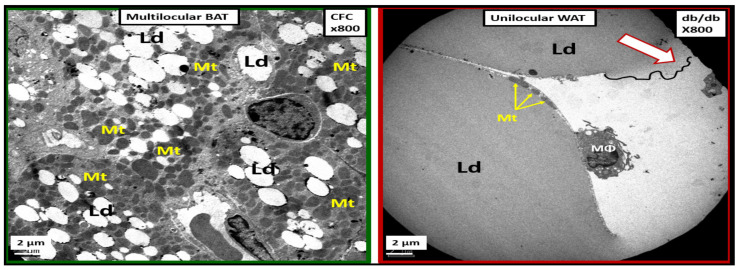 Figure 24