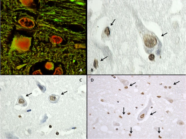 Fig. (3)