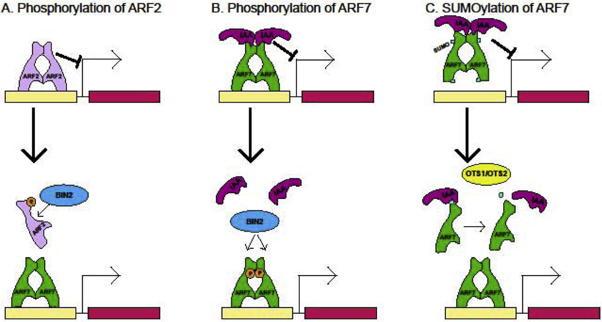 Figure 2: