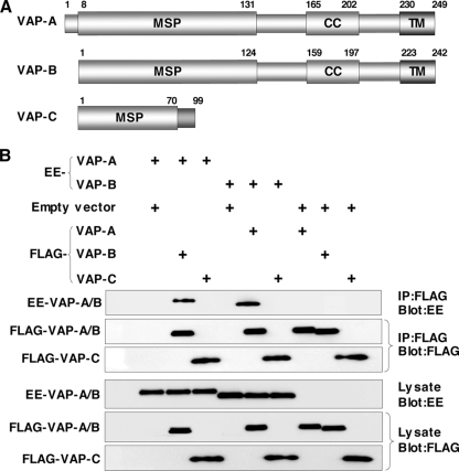 FIG. 1.