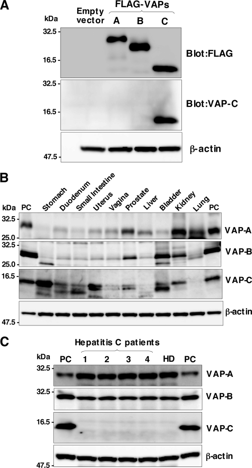 FIG. 6.