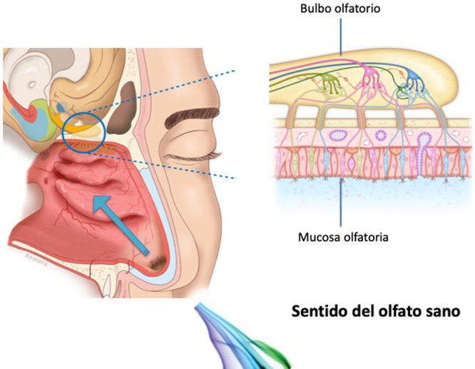 Figura 1