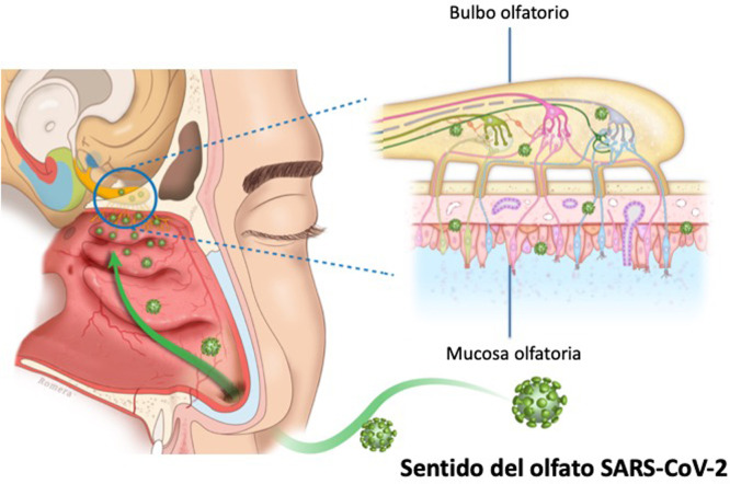 Figura 2