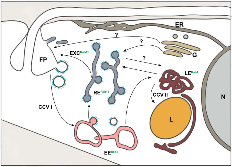 FIGURE 1