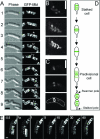 FIG. 2.