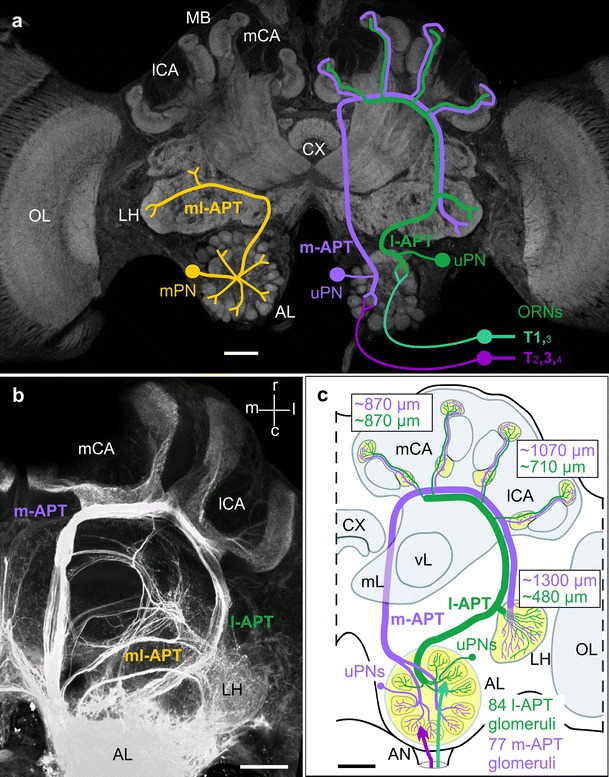 Fig. 1