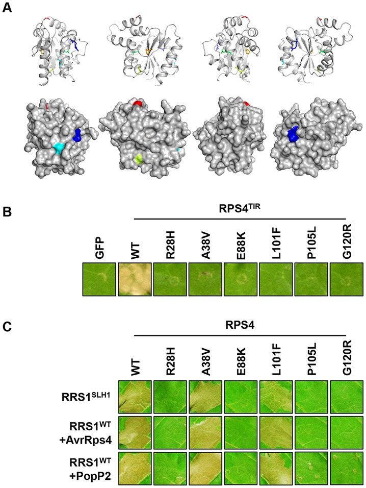 Figure 7