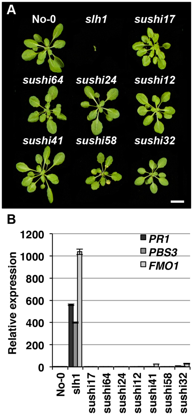 Figure 5