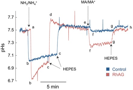 Fig. 8.