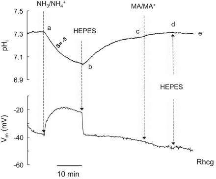 Fig. 6.