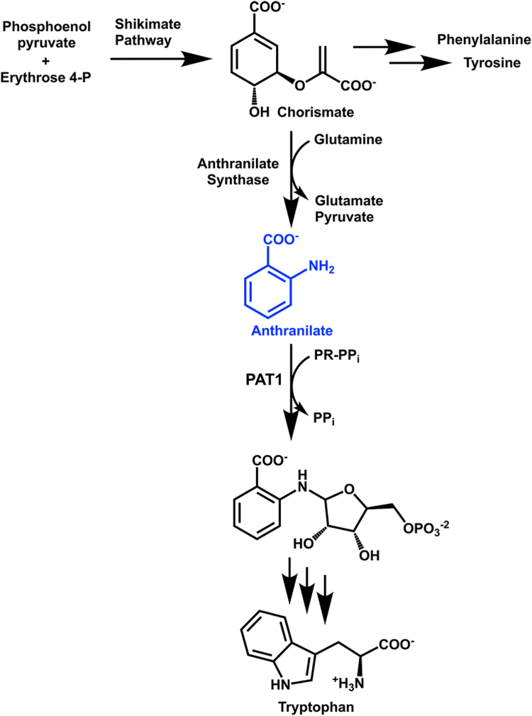 Figure 1