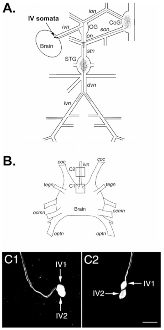 Fig. 3.