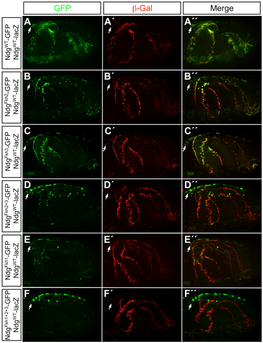 Fig. 2.