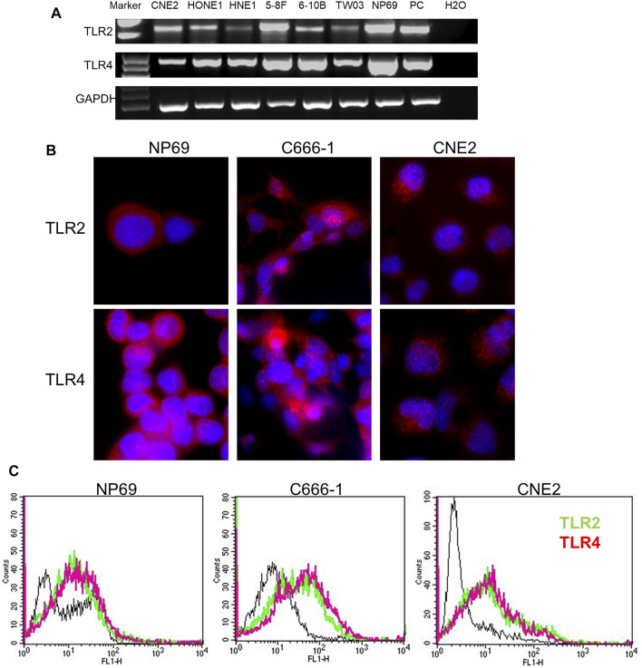 FIGURE 2